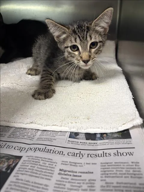 A baby small-sized male Domestic Short Hair cat named Myles for adoption in Los Angeles, CA