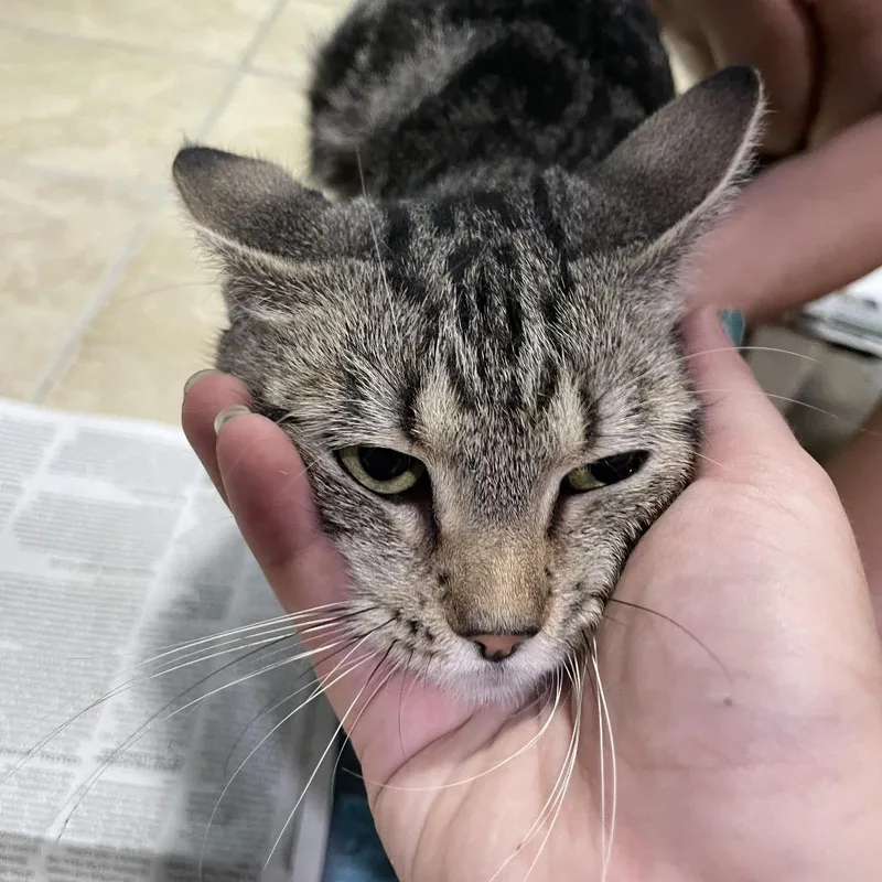 An adult medium-sized female Domestic Short Hair cat named Honey for adoption in Newport, NC