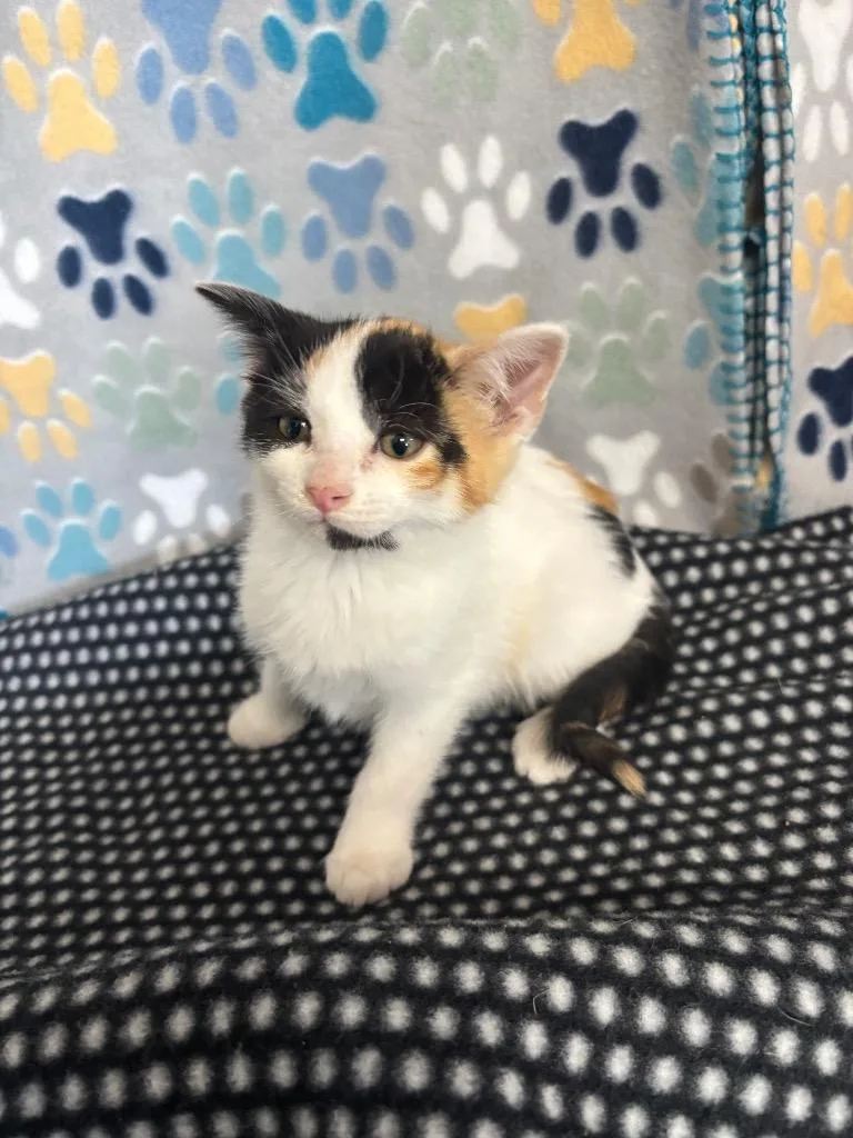 A baby medium-sized female Domestic Short Hair cat named Ziggie for adoption in Wabash, IN