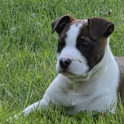 An adult small-sized female Mixed Breed dog named Poppy for adoption in Merriam, KS