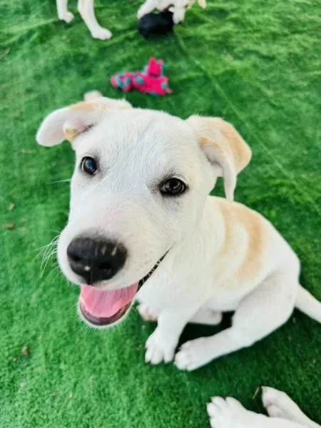 A baby medium-sized female White / Cream Labrador Retriever dog named Rose for adoption in Cleveland, TX