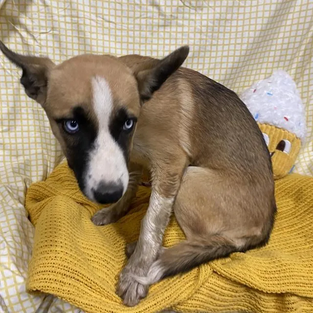 A baby small-sized female Australian Cattle Dog / Blue Heeler dog named Nightengale for adoption in Modesto, CA