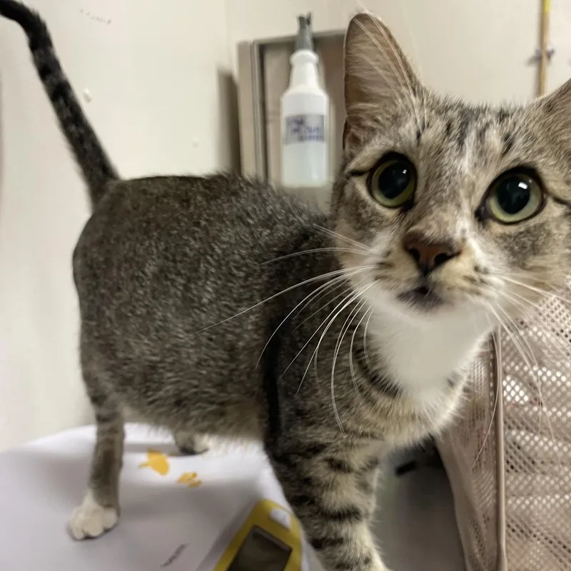 An adult medium-sized female Brown / Chocolate Domestic Short Hair cat named Jupiter for adoption in Bryan, TX