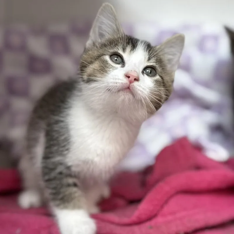 A baby small-sized male White Domestic Short Hair cat named Shiitake for adoption in Jasper, IN