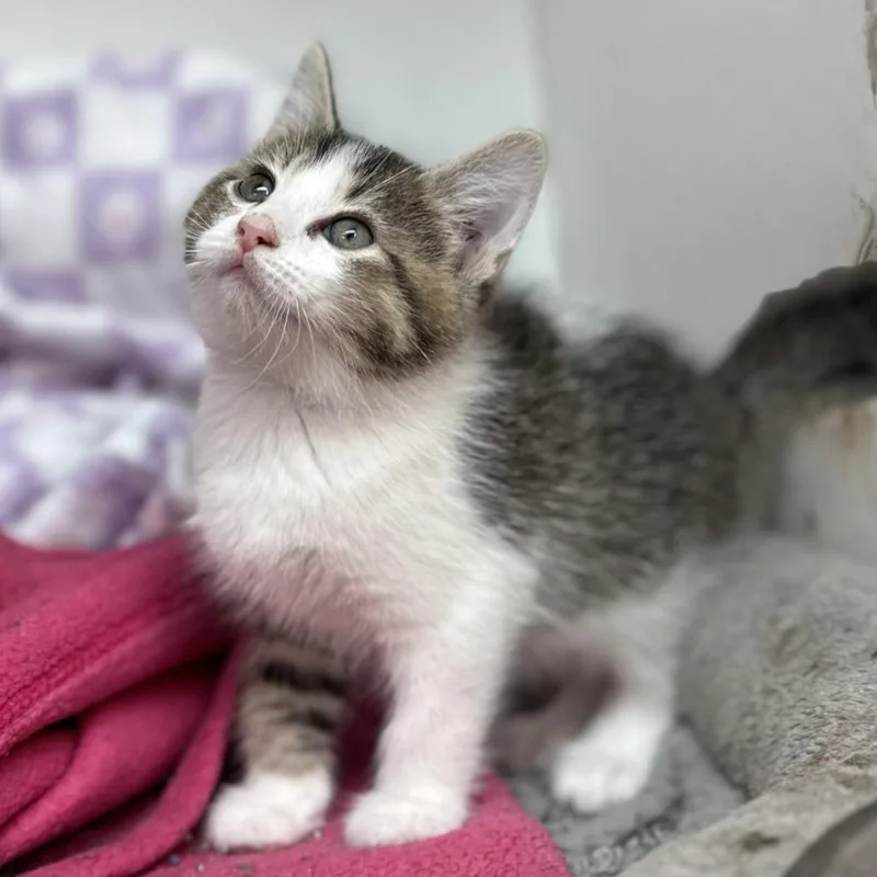 Shiitake thumbnail 2