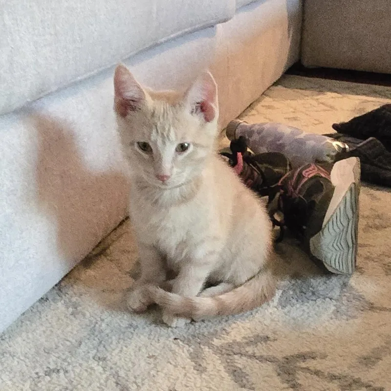 A baby small-sized male Orange / Red Domestic Short Hair cat named Hope for adoption in Indianapolis, IN