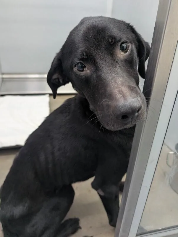 An adult medium-sized female Black Mixed Breed dog named Button for adoption in Mobile, AL