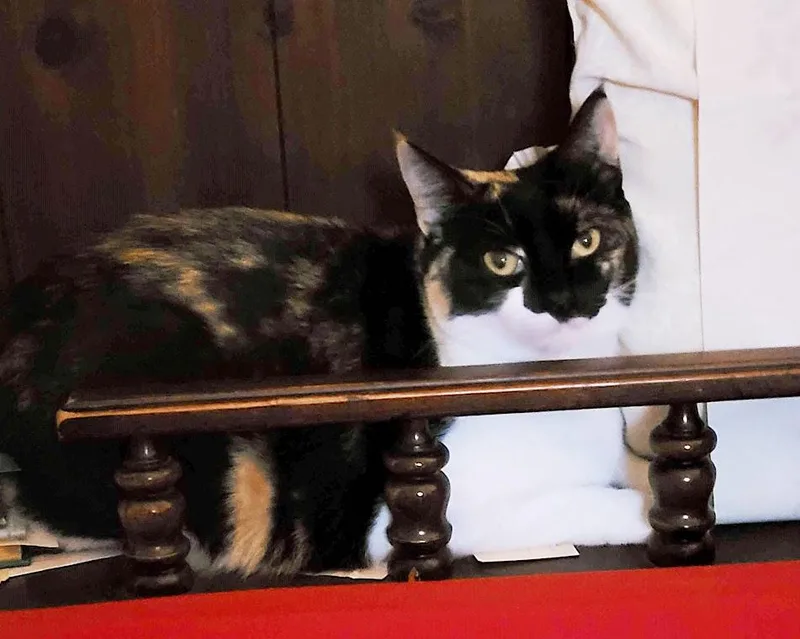 An adult medium-sized female Calico Domestic Short Hair cat named Sweet Baby for adoption in Germantown, TN