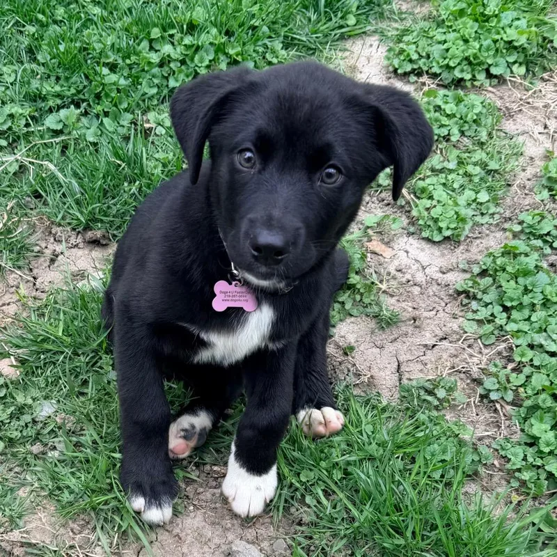 A baby large-sized female Black Flat-Coated Retriever dog named Bee for adoption in Saint John, IN