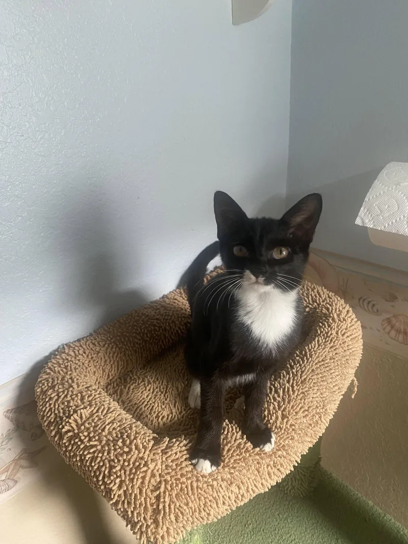 A young medium-sized female Domestic Short Hair cat named Dove for adoption in Tampa, FL