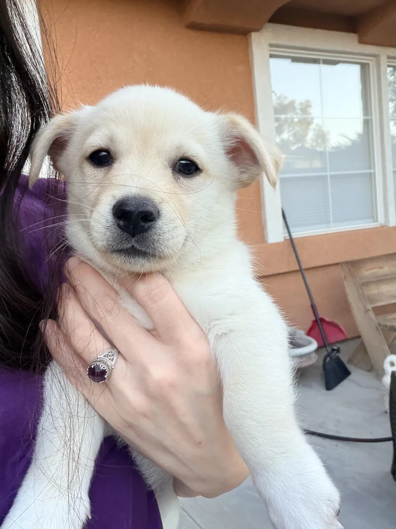 A baby small-sized male White / Cream Corgi dog named Lincoln for adoption in Encino, CA