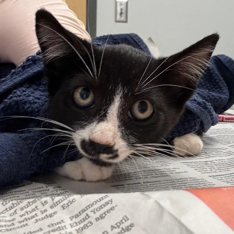 A baby small-sized male Black Domestic Short Hair cat named Chunk for adoption in Jacksonville, FL