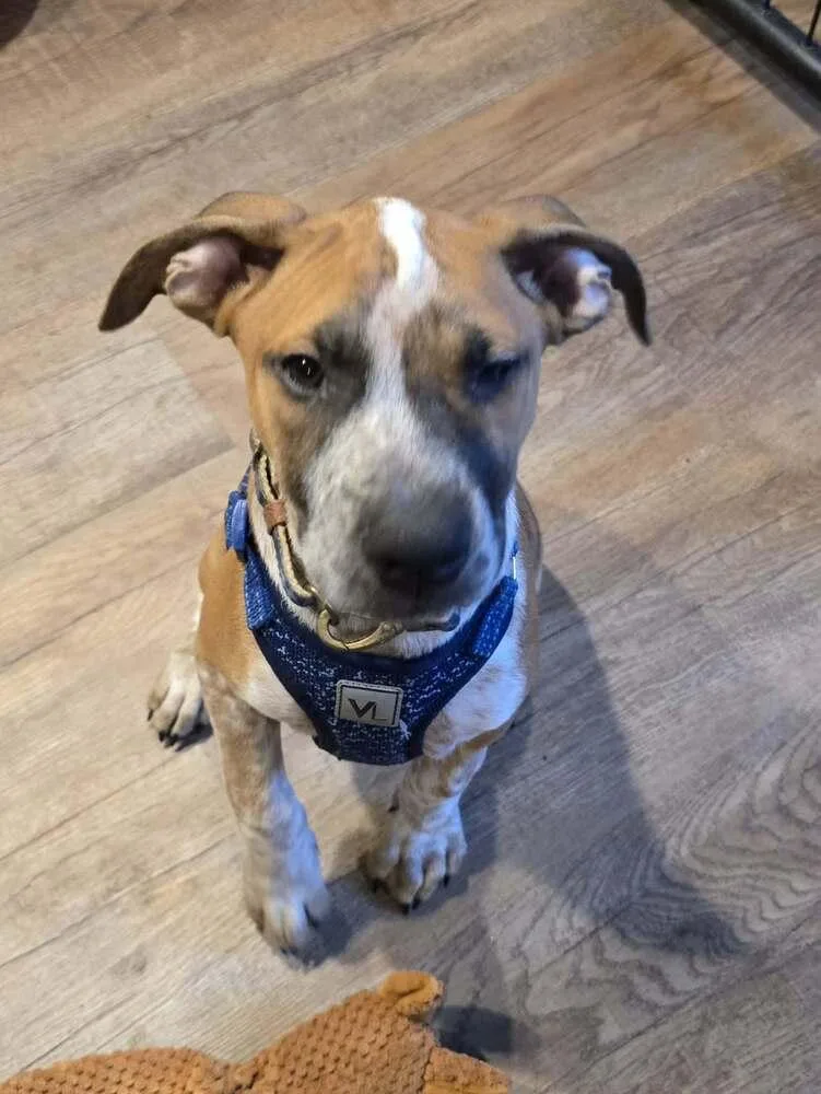 A baby small-sized male Tricolor (Brown, Black, & White) Australian Cattle Dog / Blue Heeler dog named Felix for adoption in Colorado Springs, CO