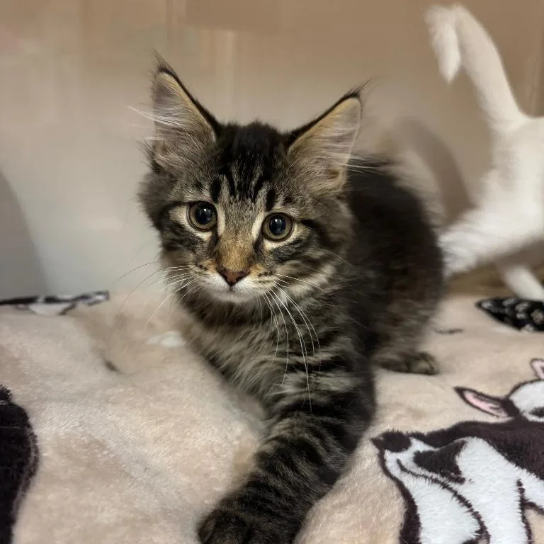 A baby medium-sized male Tabby (Brown / Chocolate) Domestic Medium Hair cat named Owen for adoption in Tomah, WI