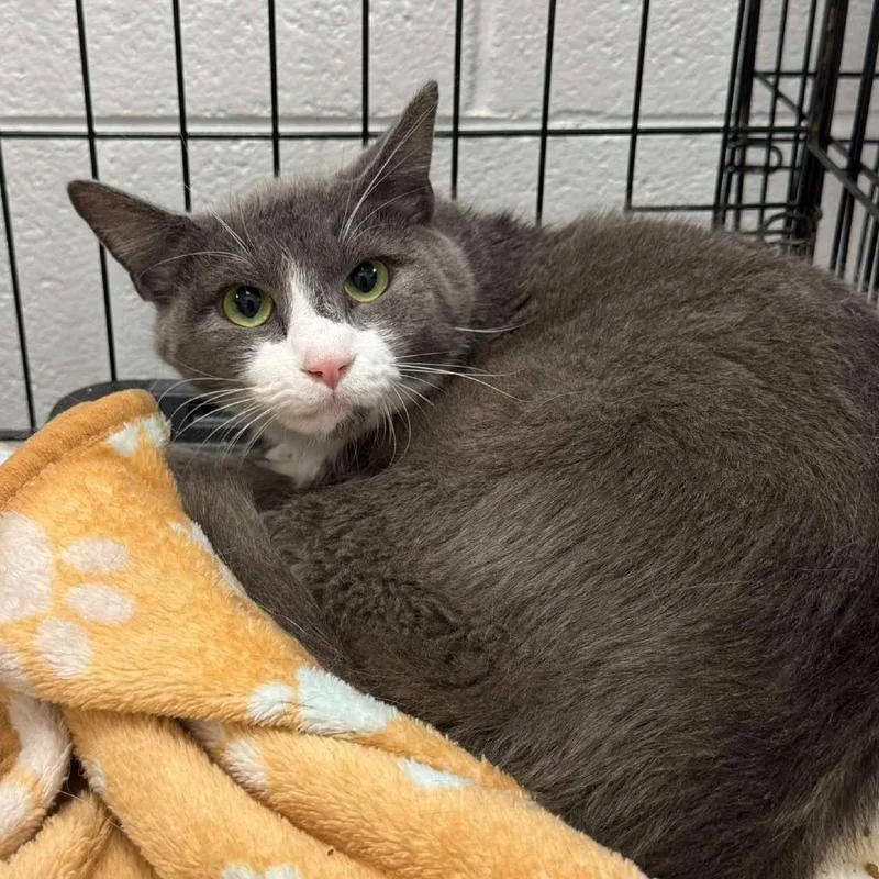 An adult medium-sized male Gray / Blue / Silver Domestic Short Hair cat named Billy Bob for adoption in Rocky Mount, VA
