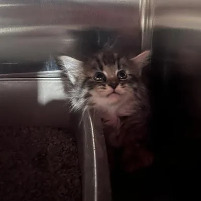 A baby small-sized female Domestic Medium Hair cat named Beetlejuice for adoption in St. Louis, MO
