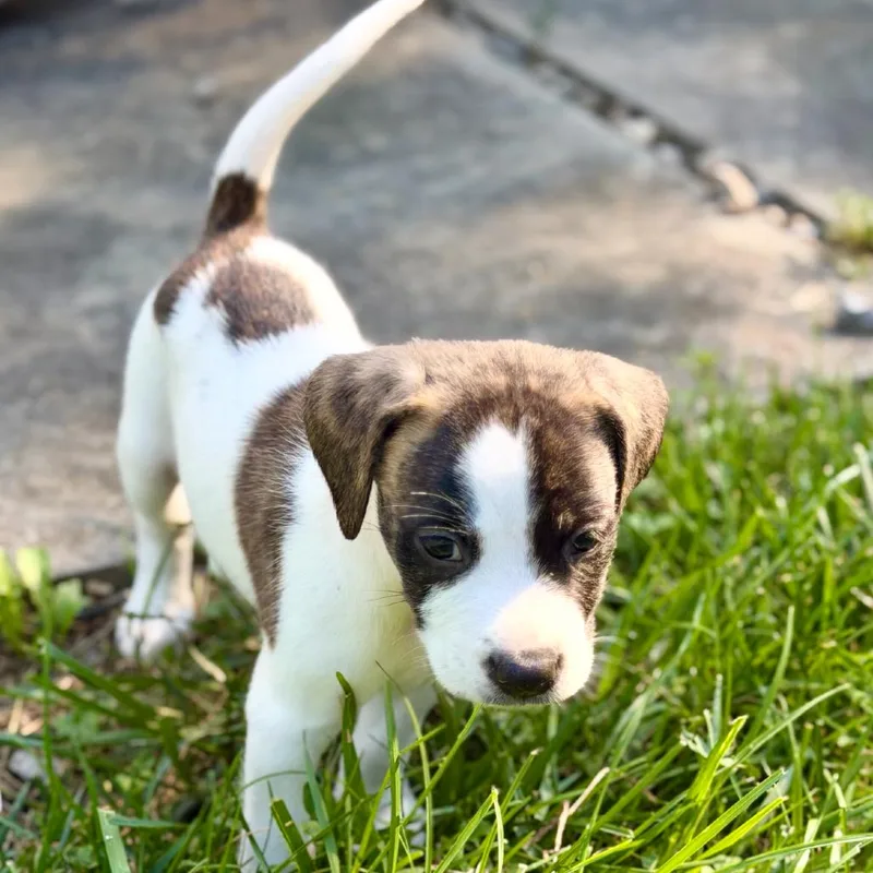 A baby small-sized male Brindle Mixed Breed dog named Luigi for adoption in Rockville, MD