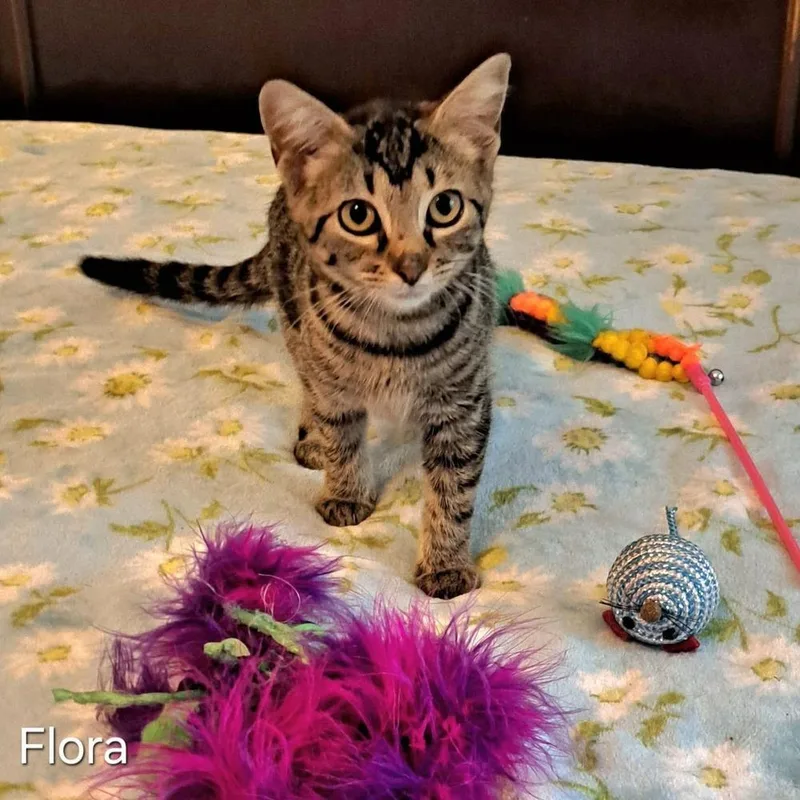 A baby small-sized female Domestic Short Hair cat named Flora for adoption in Groveland, MA