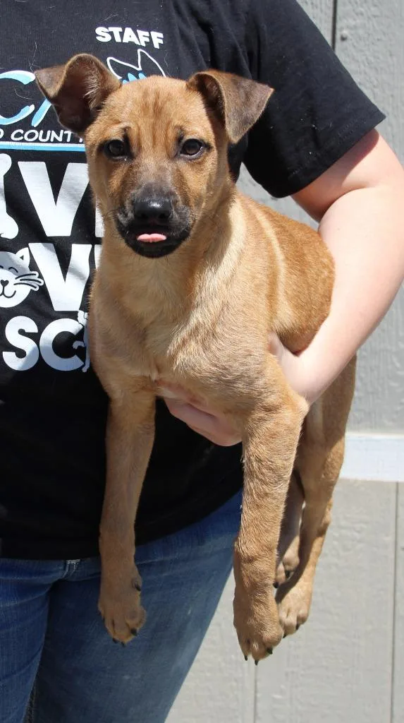 A baby medium-sized male Shepherd dog named Felix for adoption in Vacaville, CA