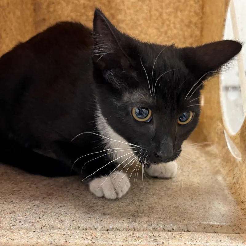 A baby small-sized female Black Domestic Short Hair cat named Jiggle for adoption in Philadelphia, PA