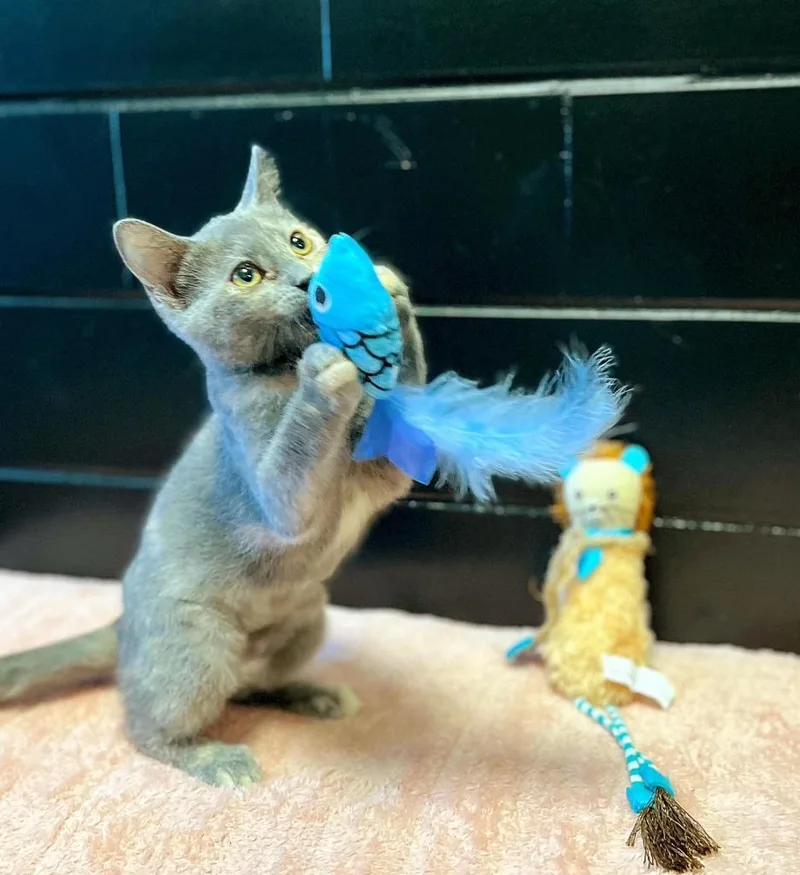 A baby small-sized female Domestic Short Hair cat named Madonna for adoption in Effingham, IL