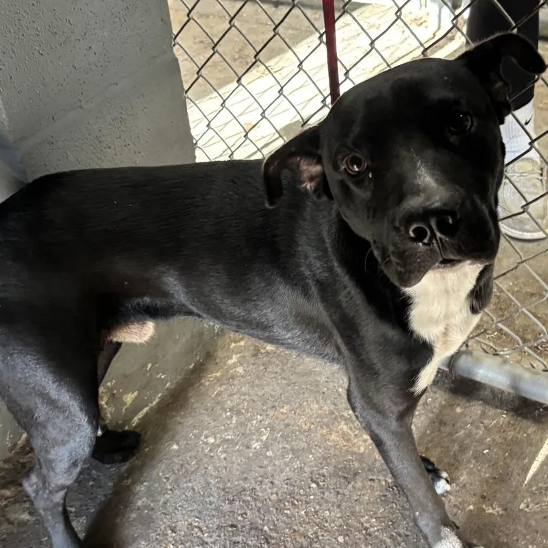 An adult medium-sized male Black Labrador Retriever dog named Hamburglar for adoption in Austin, TX
