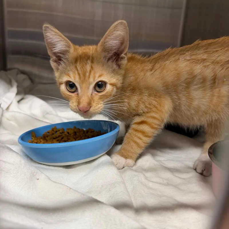 A baby small-sized male Orange / Red Domestic Short Hair cat named Sean for adoption in Morganton, NC