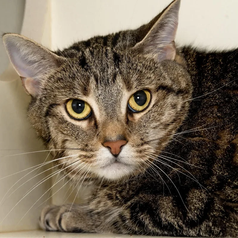 An adult medium-sized female Tabby (Brown / Chocolate) Domestic Short Hair cat named Sugar for adoption in Victor, NY