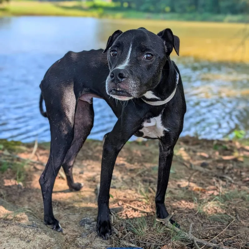 An adult medium-sized male Black Pit Bull Terrier dog named Erik for adoption in Tyrone, GA