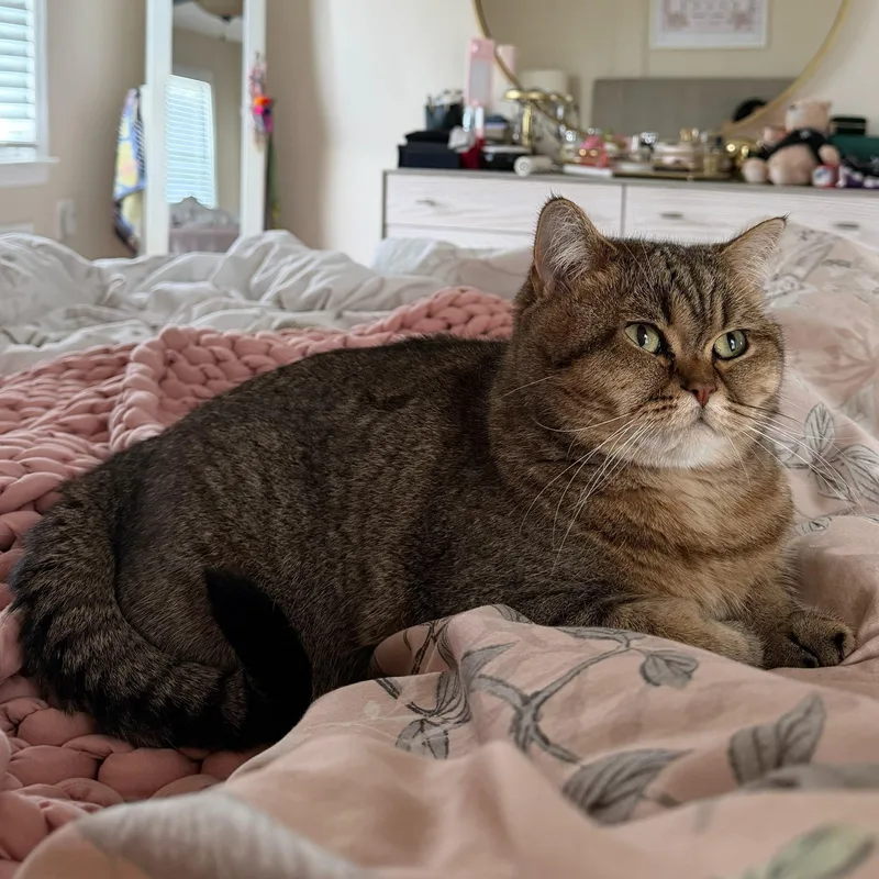 A young medium-sized female Domestic Short Hair cat named Bella Owner Giving Up for adoption in Clifton, NJ