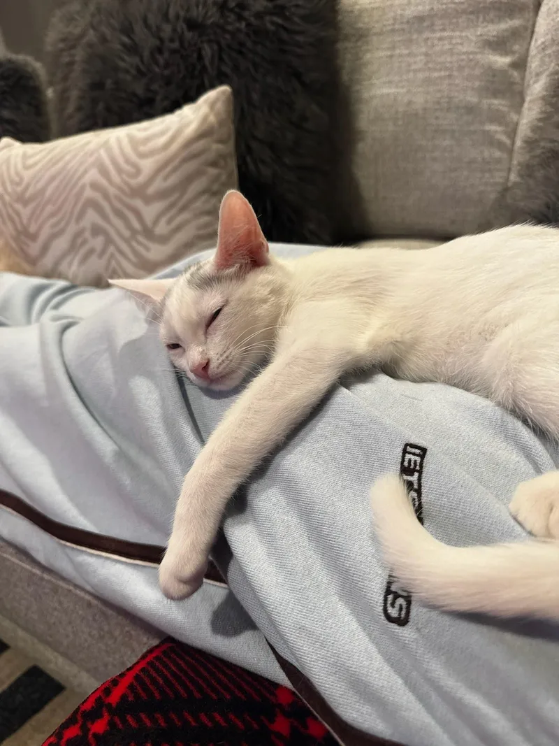 A baby medium-sized female Domestic Short Hair cat named Montana for adoption in Los Angeles, CA