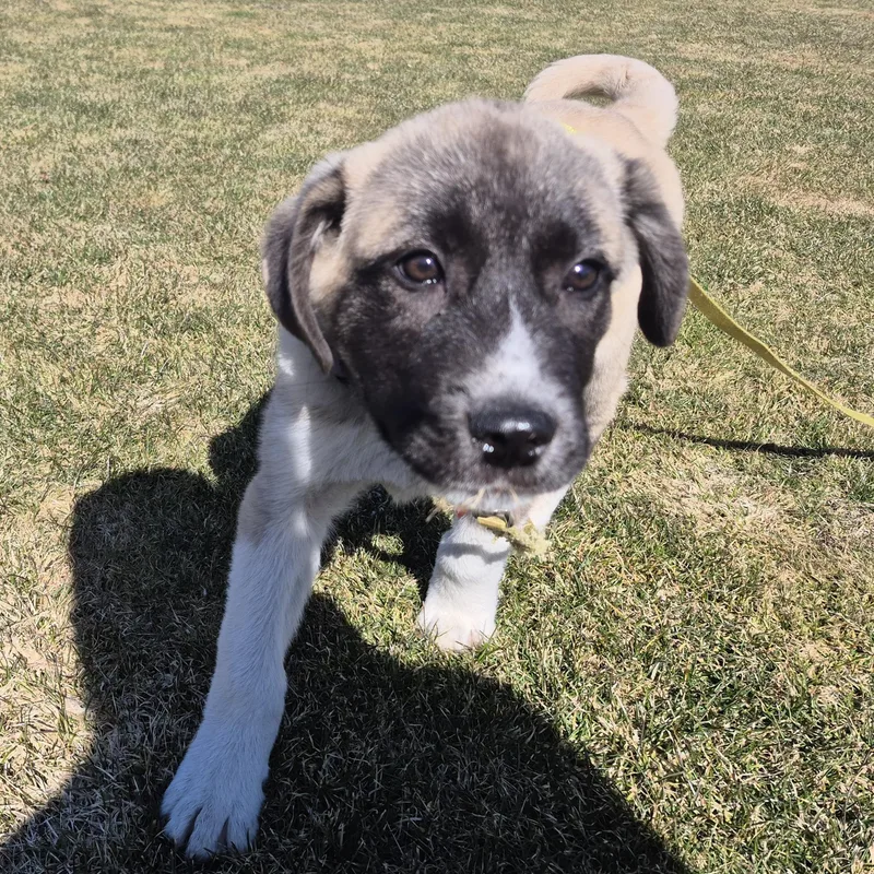 Milo  In New thumbnail 2