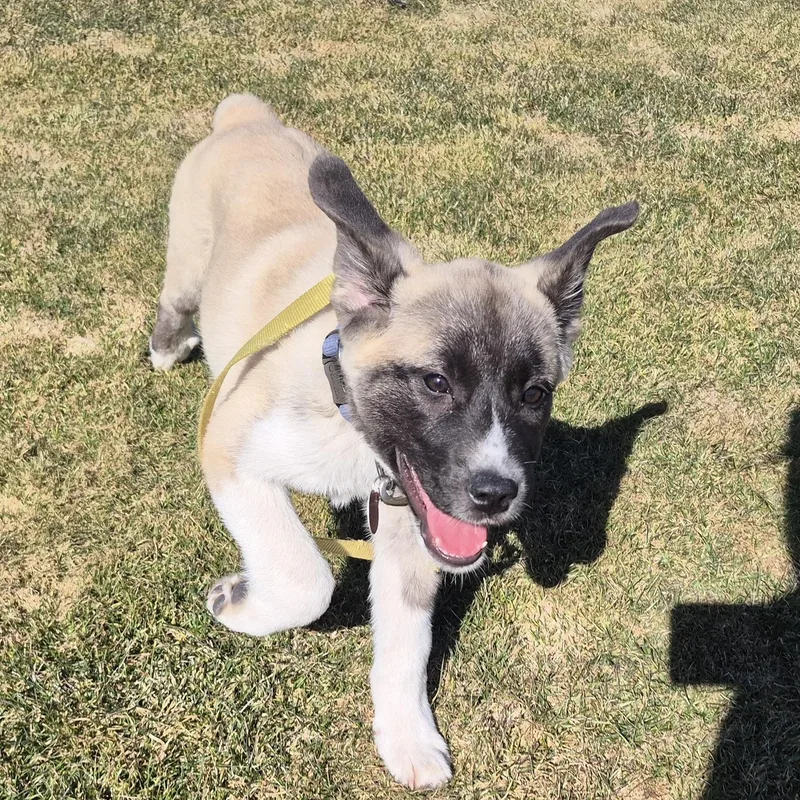 Milo  In New thumbnail 3