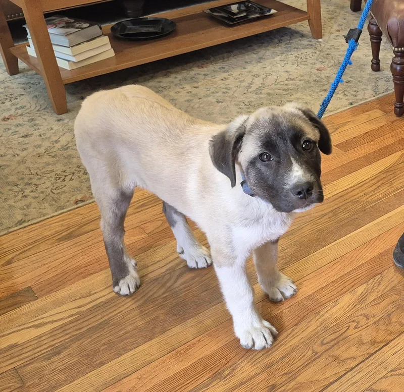 Milo  In New thumbnail 4