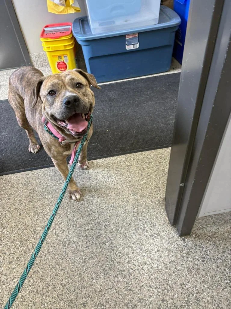 An adult medium-sized female Pit Bull Terrier dog named Bahama Mama for adoption in Van Wert, OH