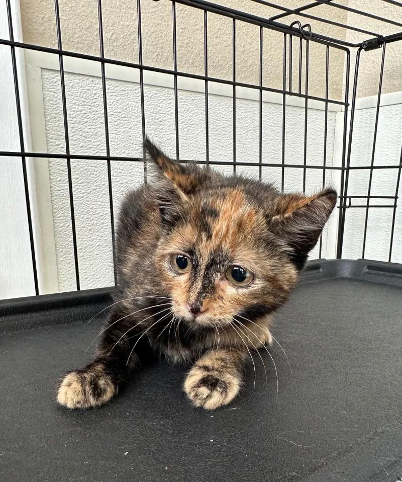 Baby Boo @PetSmart Salem thumbnail 2