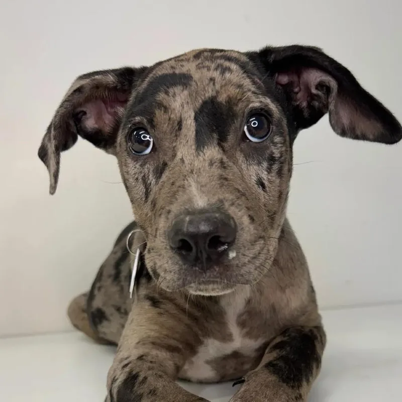 A baby small-sized female Black Mixed Breed dog named Praline for adoption in Saint Charles, MO