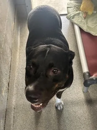An adult medium-sized male Mixed Breed dog named Kevin for adoption in Largo, FL
