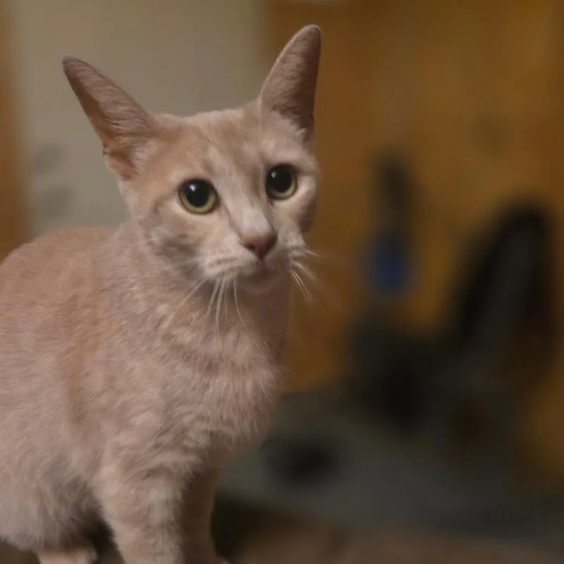 An adult medium-sized female Buff / Tan / Fawn Domestic Short Hair cat named Cleopatra for adoption in Newark, DE