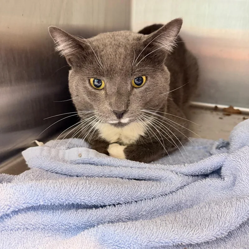 An adult large-sized male Gray / Blue / Silver Domestic Short Hair cat named Weston for adoption in Englewood, FL