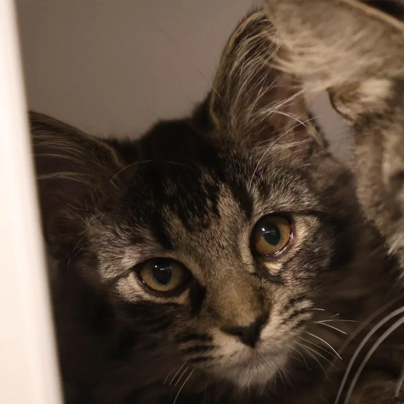 A baby small-sized male Gray / Blue / Silver Domestic Medium Hair cat named Pooh bonded to Mystery for adoption in Briarcliff Manor, NY