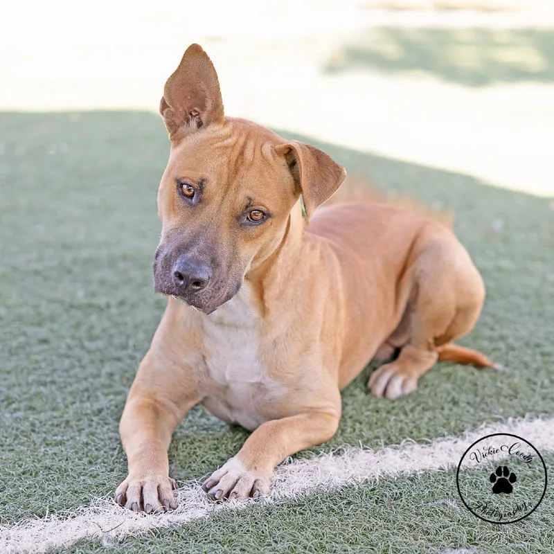 An adult medium-sized male Yellow / Tan / Blond / Fawn Black Mouth Cur dog named Peanut for adoption in Abilene, TX