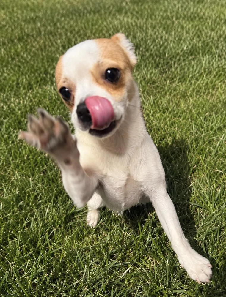 An adult small-sized female Chihuahua dog named Eevee for adoption in Mooresville, NC