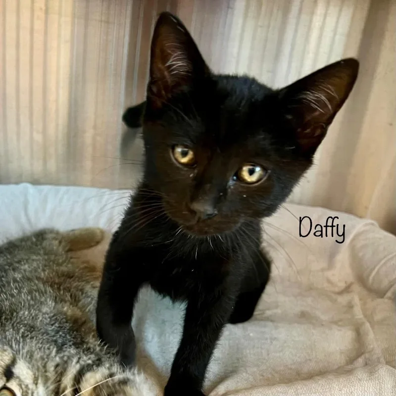A young small-sized male Black Domestic Short Hair cat named Daffy for adoption in Madisonville, TN