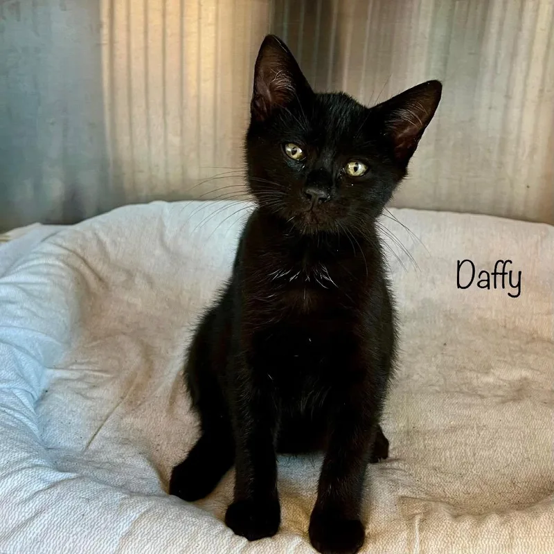 Daffy thumbnail 2
