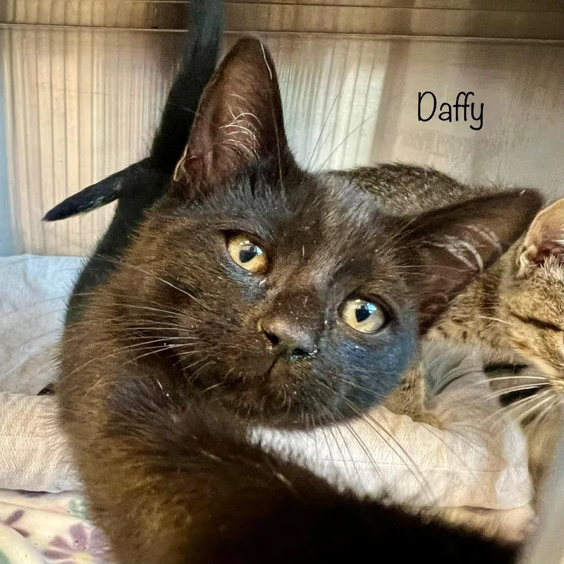 Daffy thumbnail 3