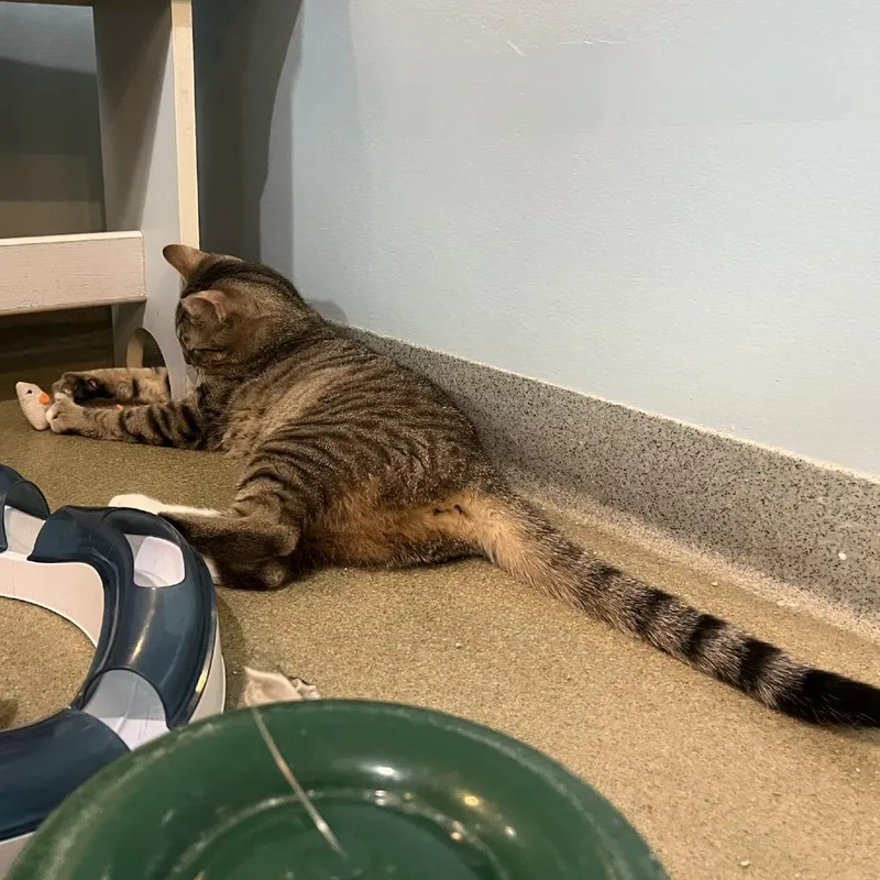 A young medium-sized female Brown / Chocolate Domestic Short Hair cat named Penelope & Peter for adoption in Ashland, MA