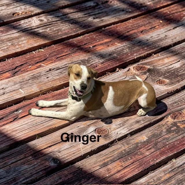 Ginger