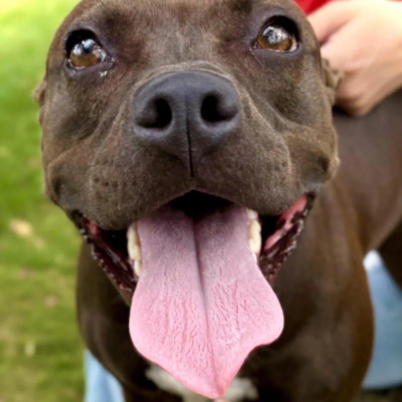 A young medium-sized female Brindle Terrier dog named Bella for adoption in Elyria, OH