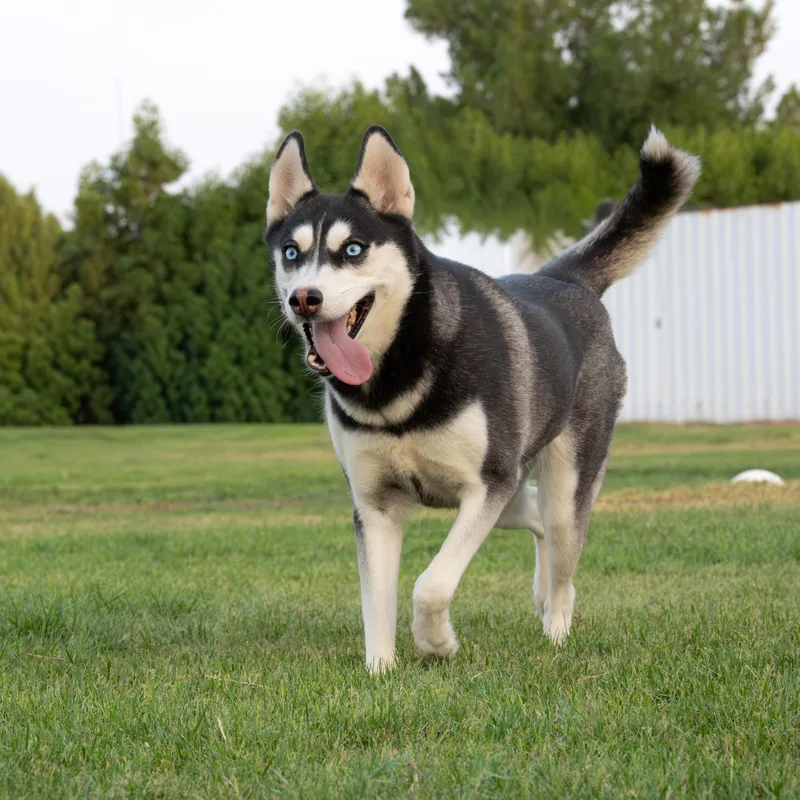 A young medium-sized female Siberian Husky dog named Sia for adoption in New York, NY